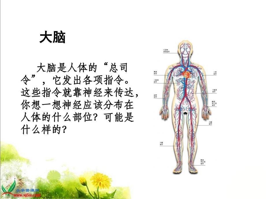 苏教版小学科学五年级下册《神经》课件_第5页