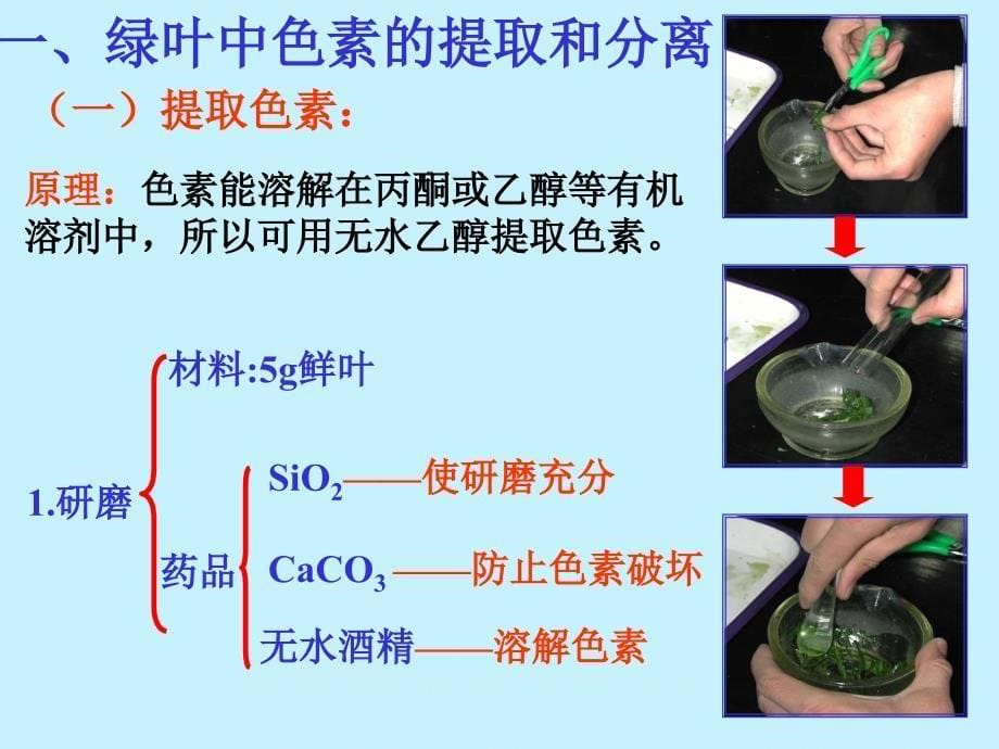 捕获光能的色素和结构好_第5页