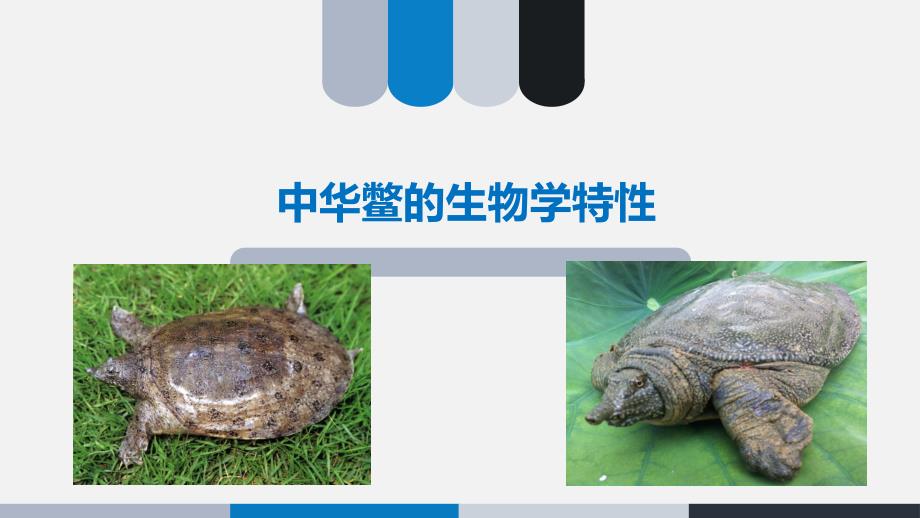 中华鳖的生物学特性_第1页