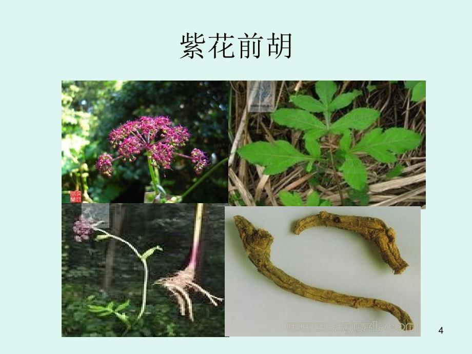 前胡显微鉴定_第4页