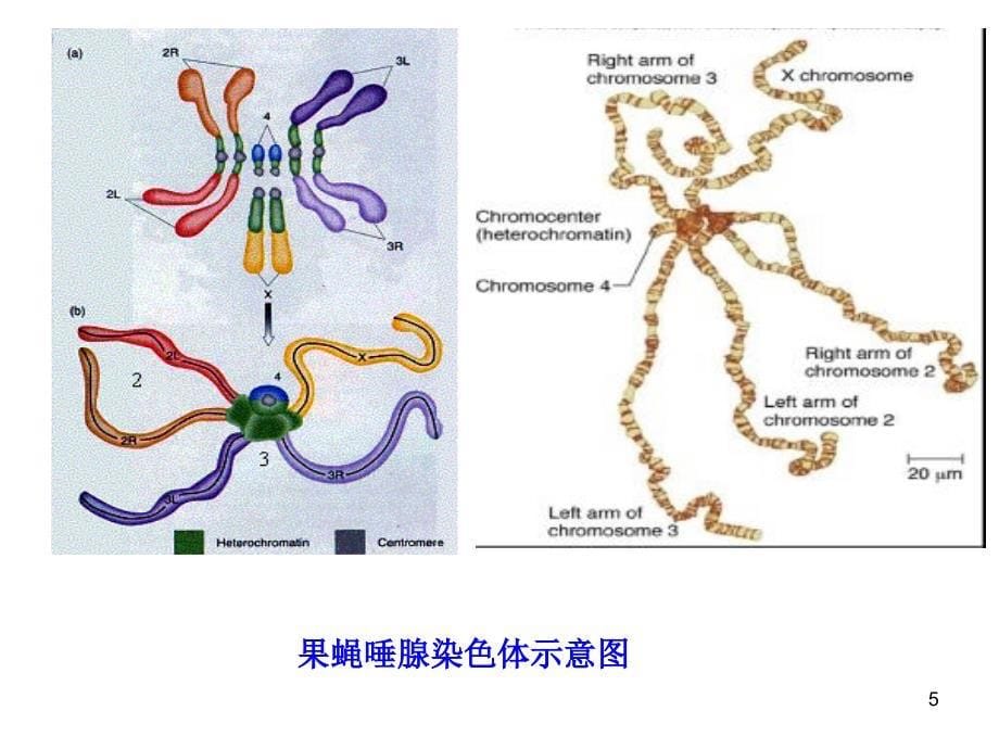 遗传学染色体畸变的遗传分析.PPT_第5页