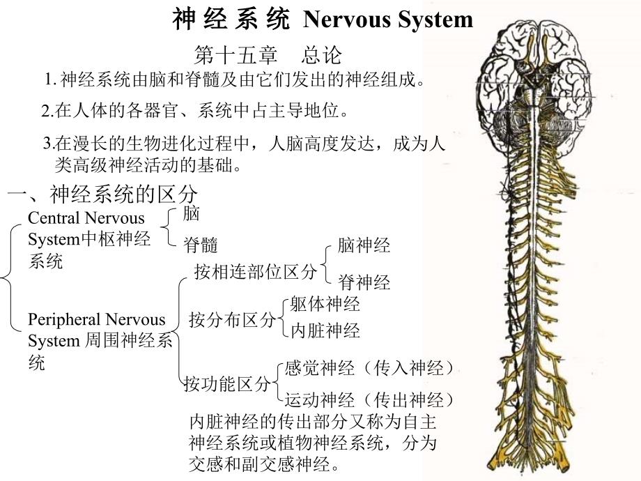第十二章神经系统总论_第1页