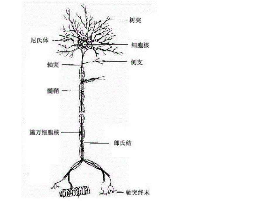 第十二章神经系统总论_第2页