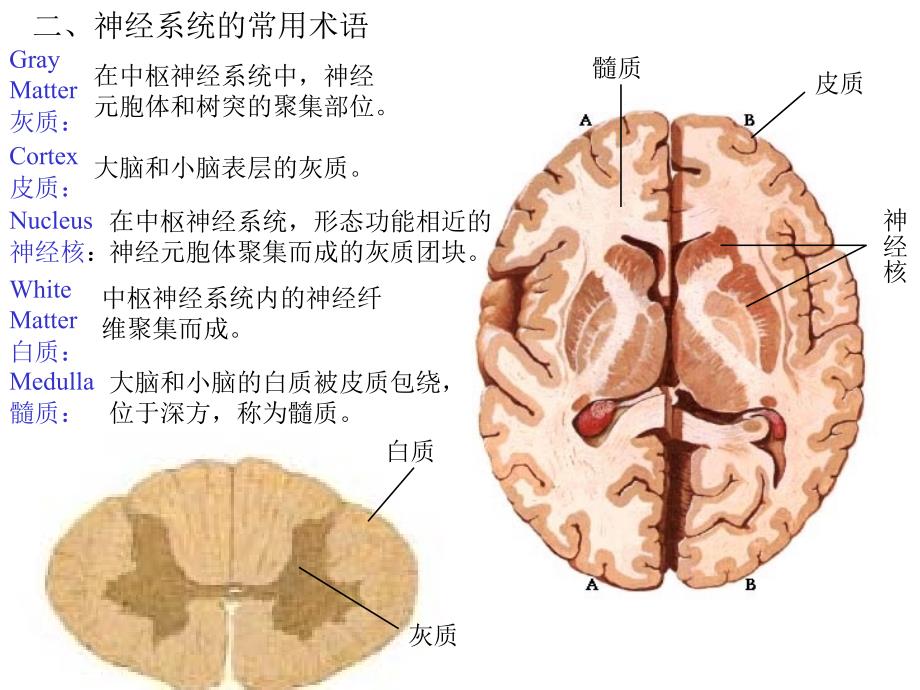 第十二章神经系统总论_第3页