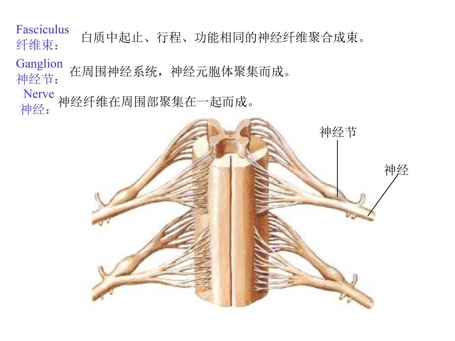 第十二章神经系统总论_第4页