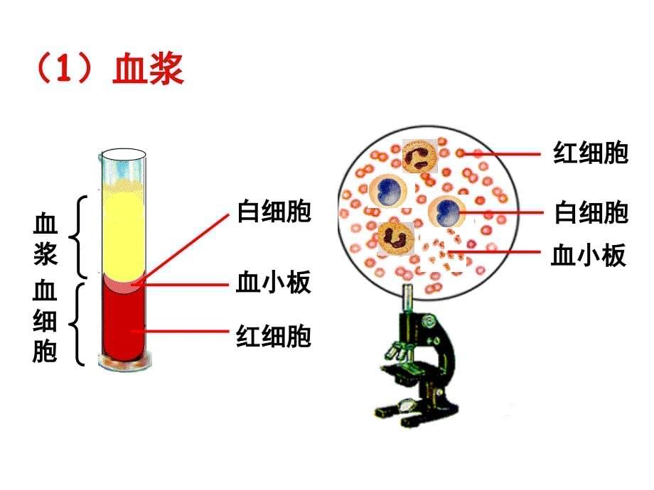 高中生物必修三第一章第一节细胞生活的环境_第5页