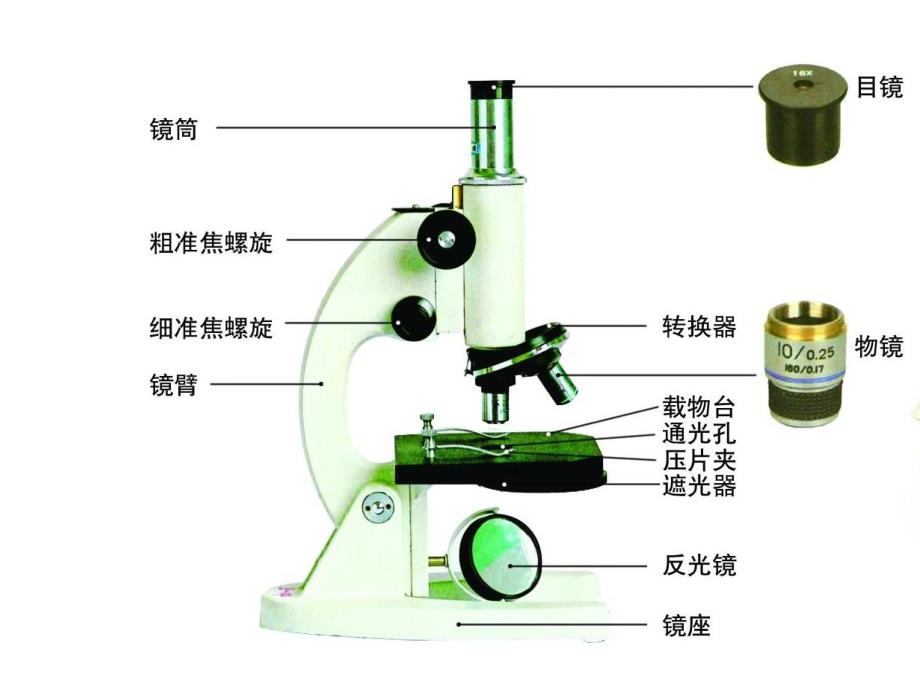 生物第二单元重点知识资料_第1页