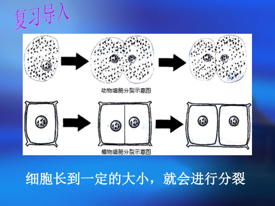 动物体的结构层次_第3页