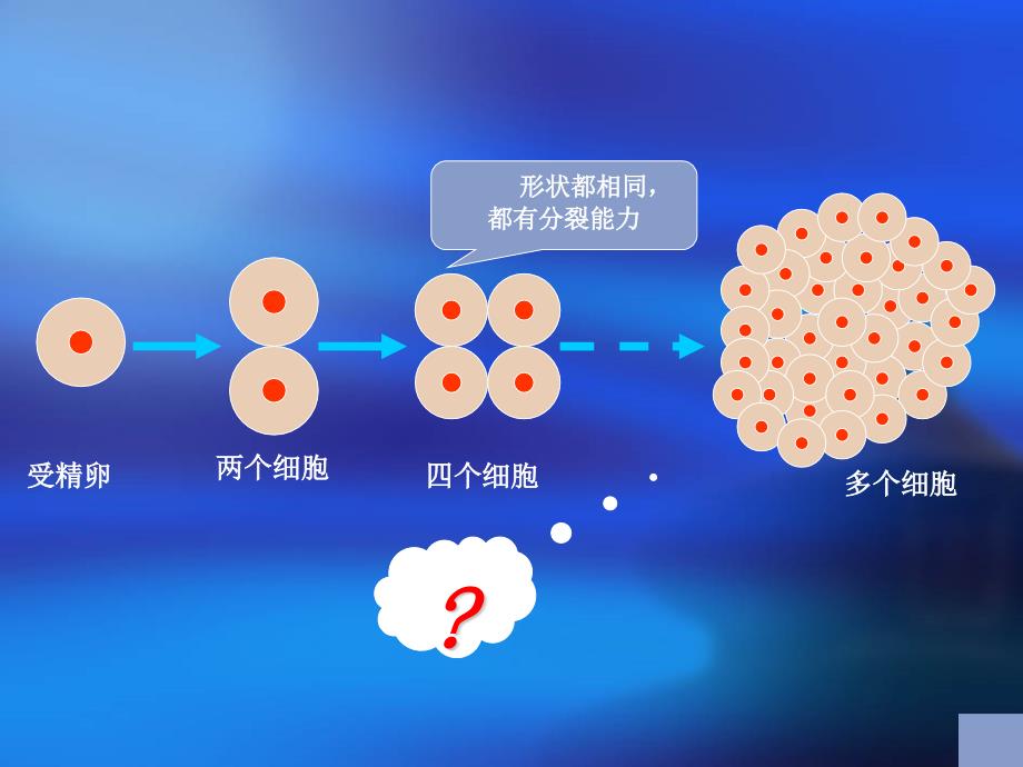 动物体的结构层次_第4页