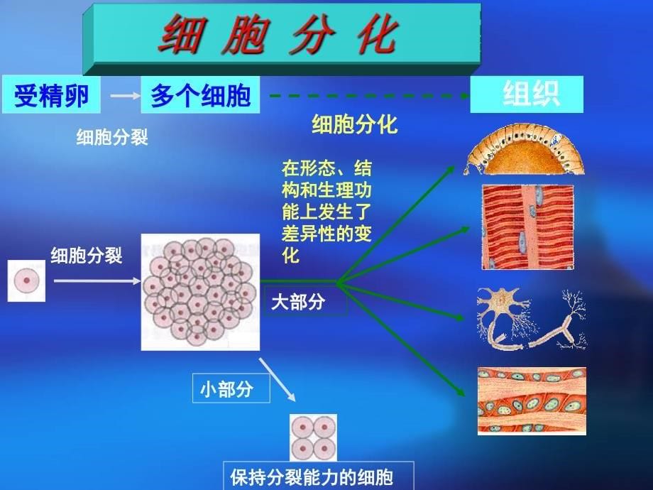 动物体的结构层次_第5页