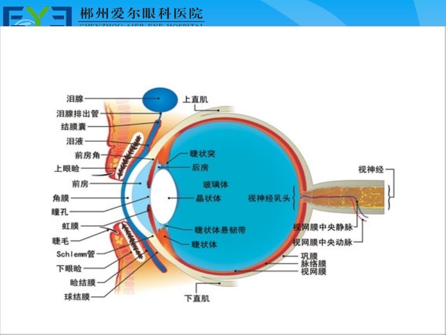 屈光不正矫正方法_第2页