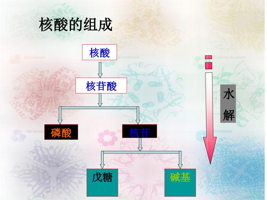 第五章核酸的结构_第3页