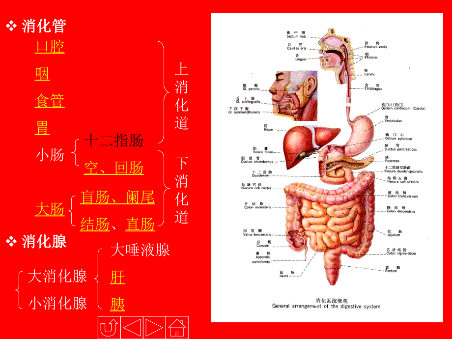 人体解剖生理学消化系统的结构与功能.ppt_第4页