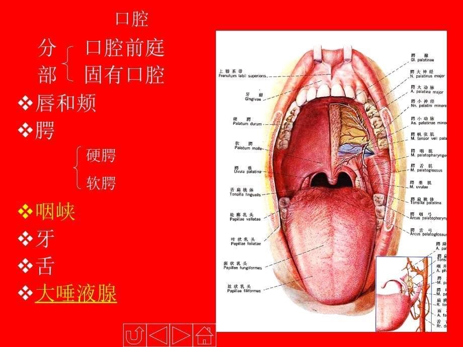 人体解剖生理学消化系统的结构与功能.ppt_第5页