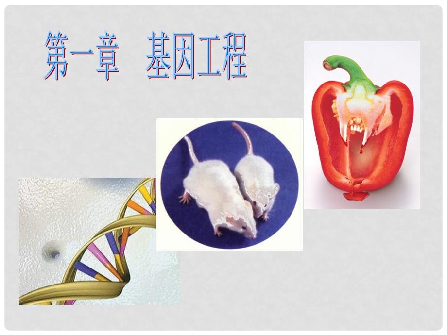 高中生物 第一章第一节 工具酶的发现和基因工程的诞生课件2 浙科版选修3_第2页