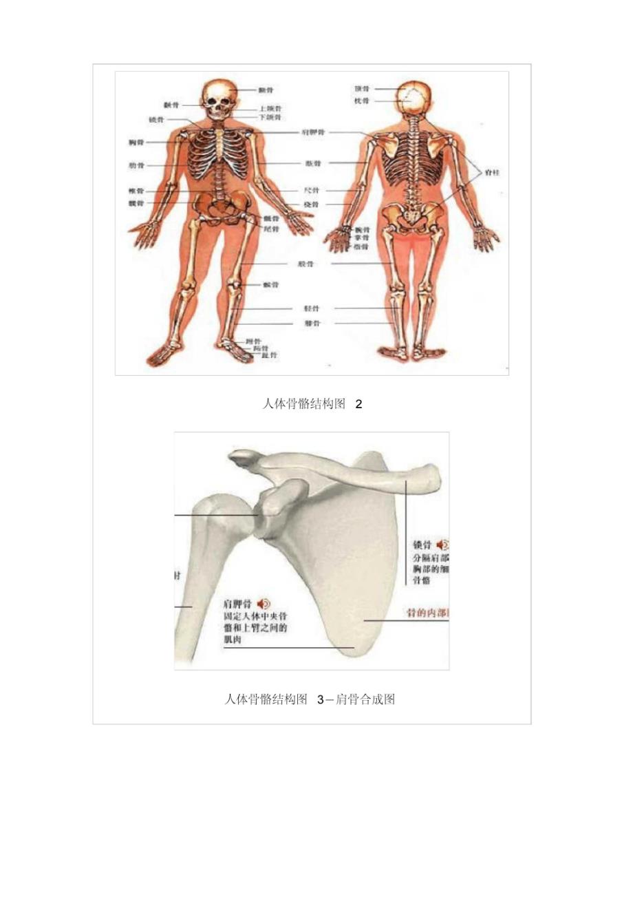 人体骨骼结构图_第2页