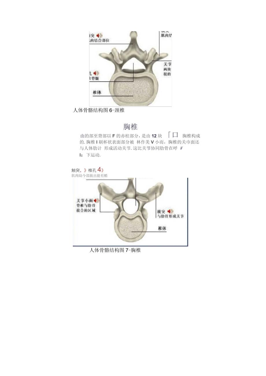 人体骨骼结构图_第4页