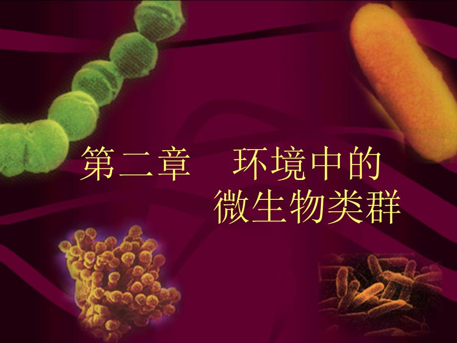病毒环境中的微生物类群_第1页