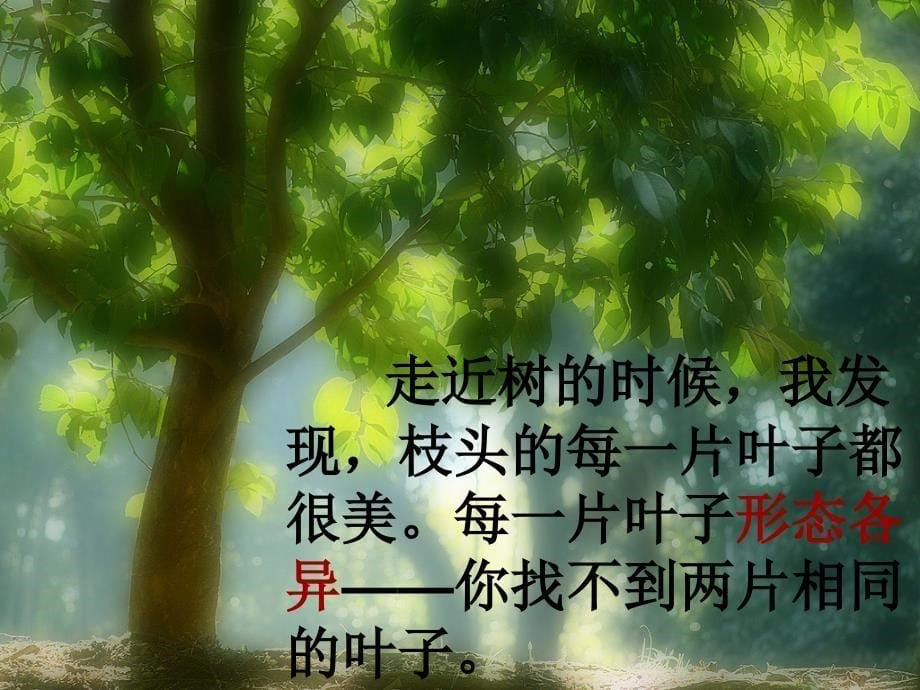 做一片美的叶子PPT_第5页