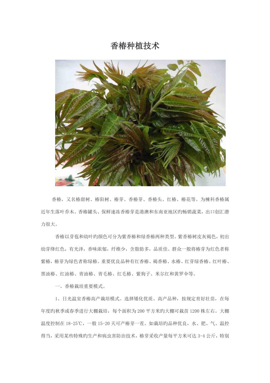 香椿种植重点技术新版_第1页