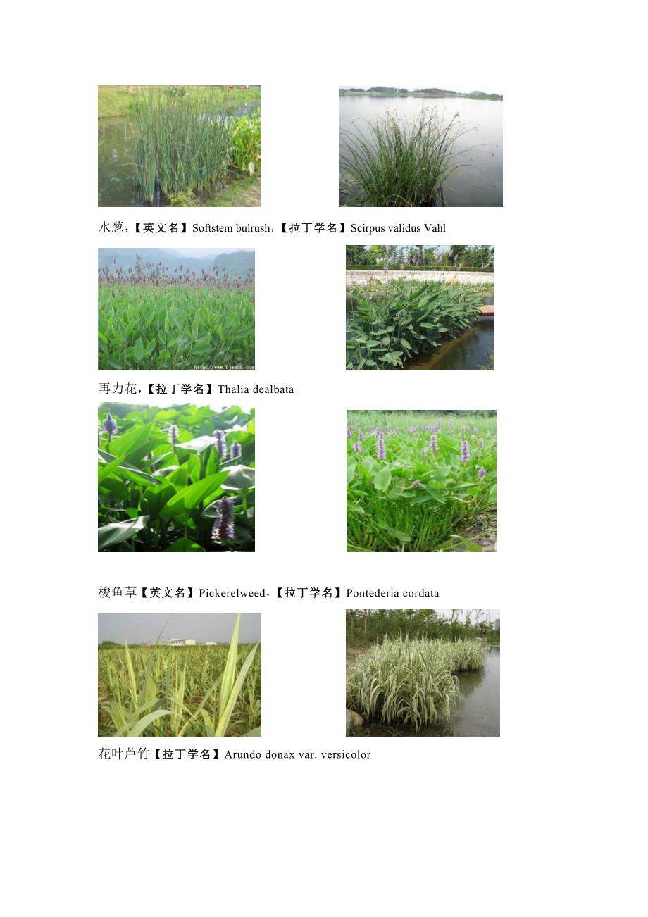 水生植物图片及介绍_第2页