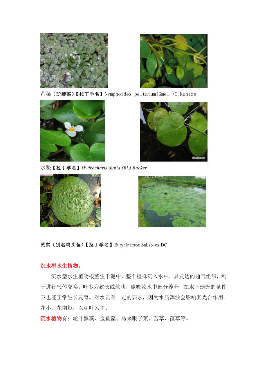 水生植物图片及介绍_第4页