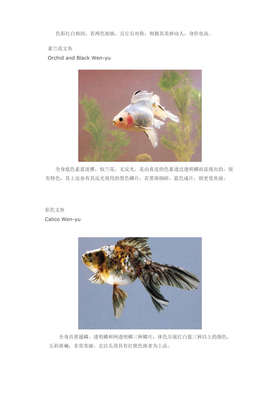 中国金鱼文种金鱼_第2页