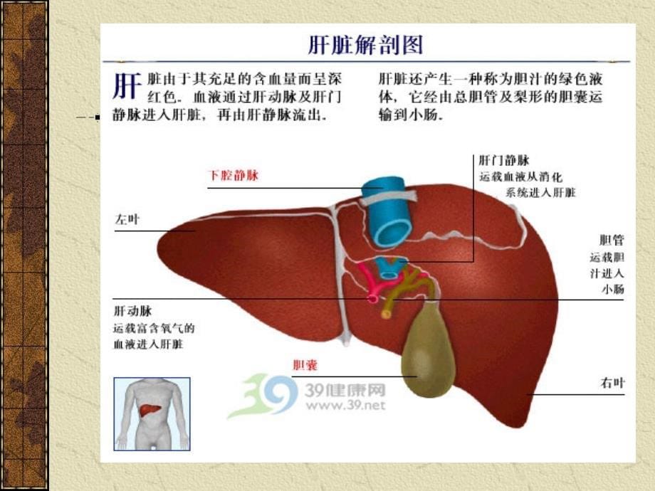 原发性肝癌介入护理_第5页