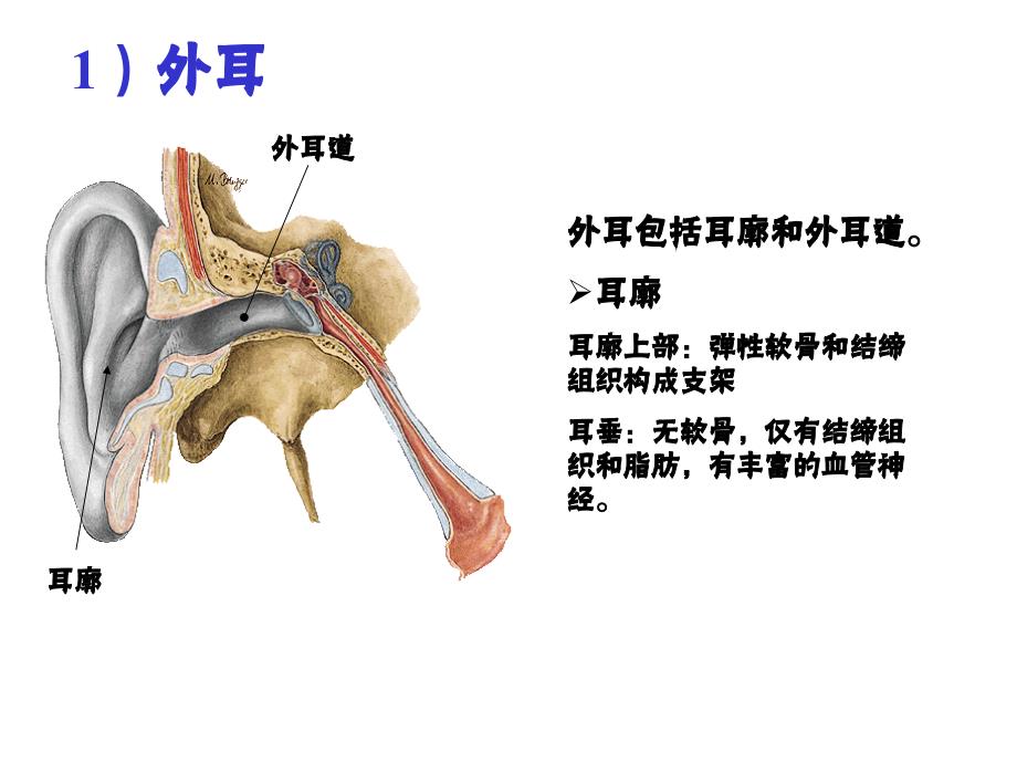 系统解剖学：前庭蜗器 (2)_第3页