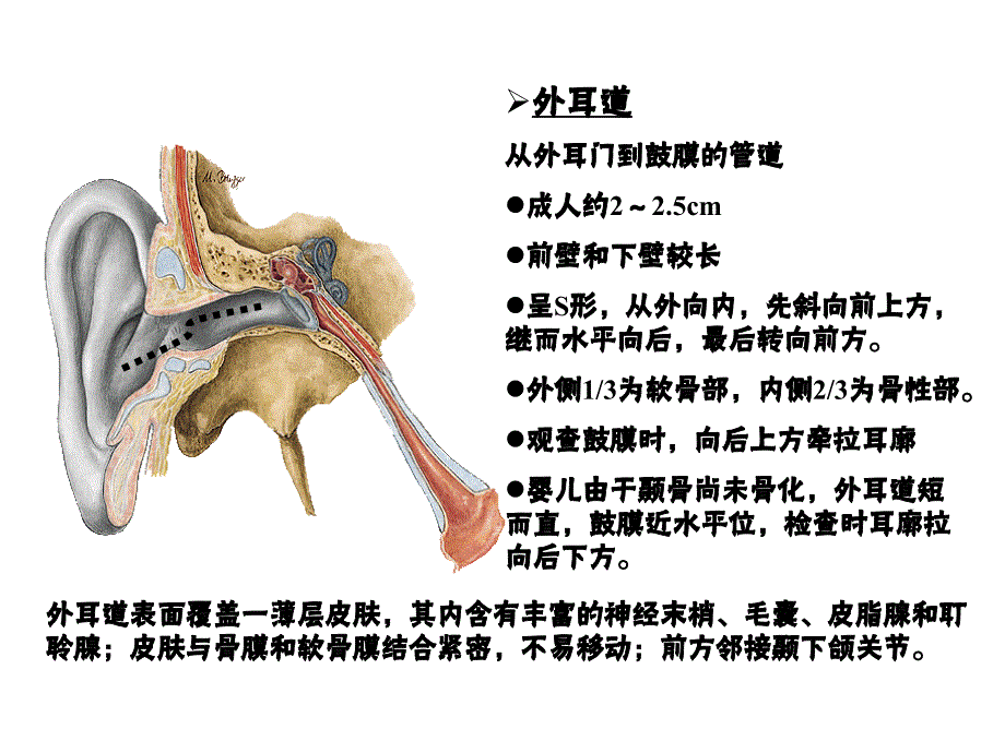 系统解剖学：前庭蜗器 (2)_第4页