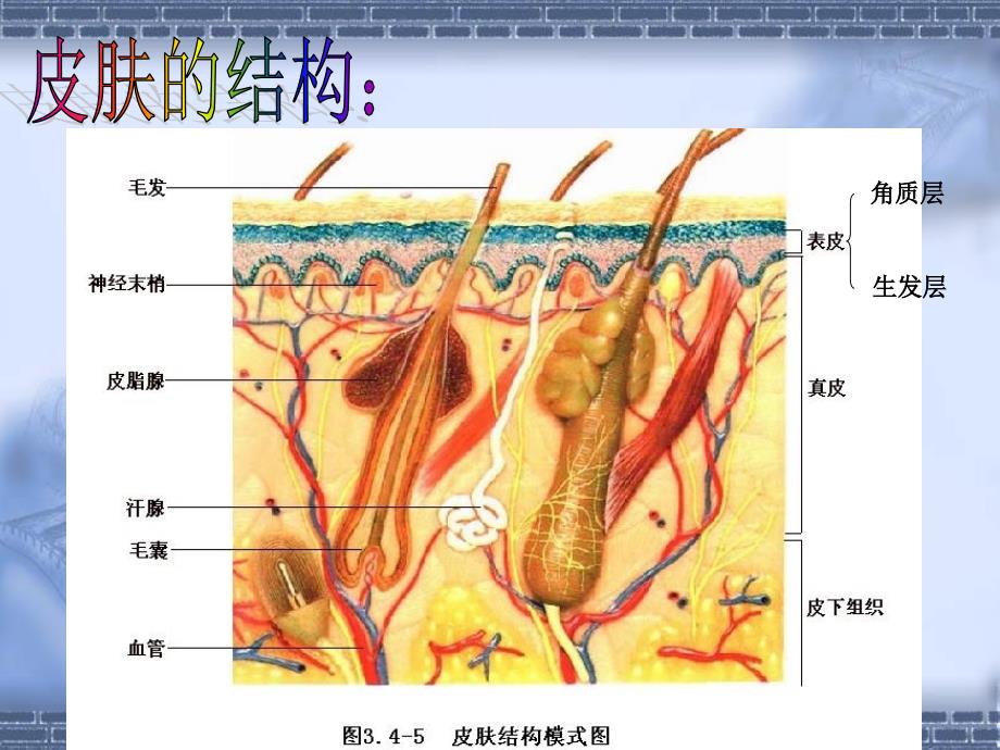 汗液的形成和排出0414_第3页