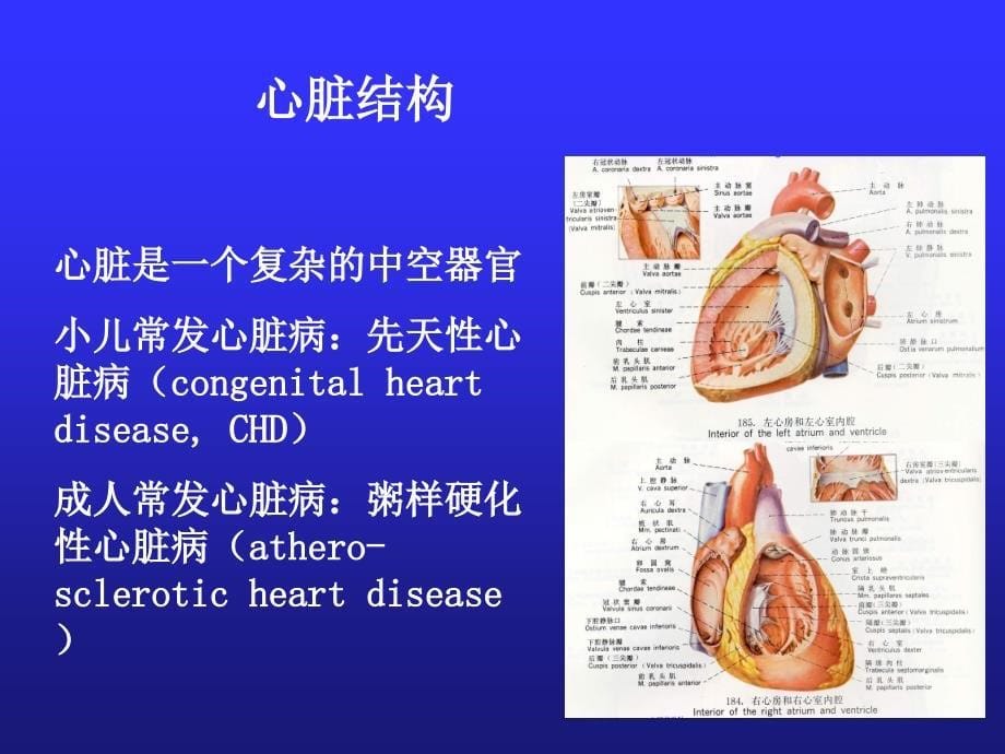 循环系统病及护理ppt课件_第5页