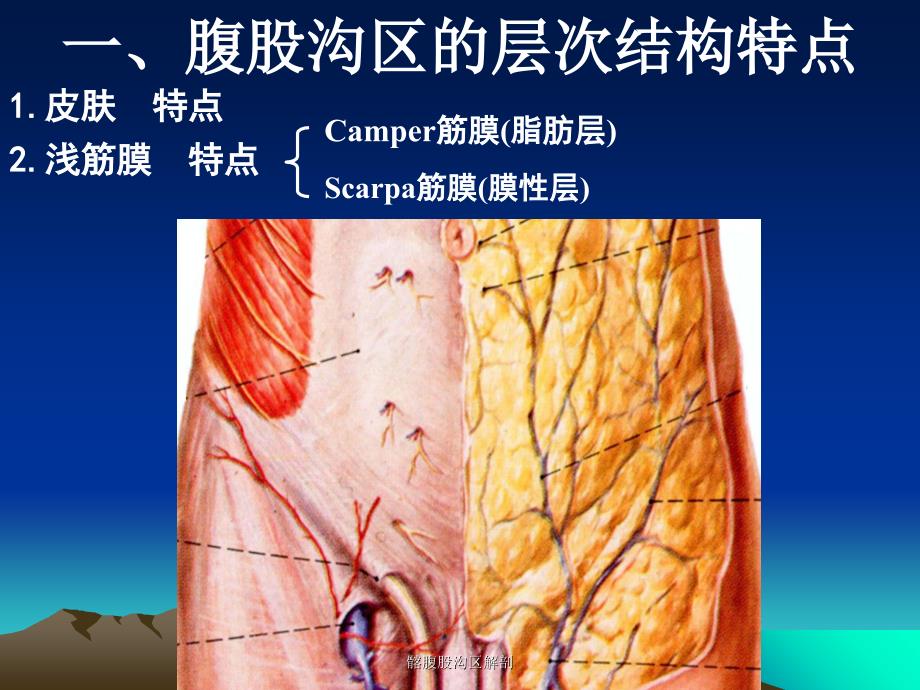 最新髂腹股沟区解剖_第3页