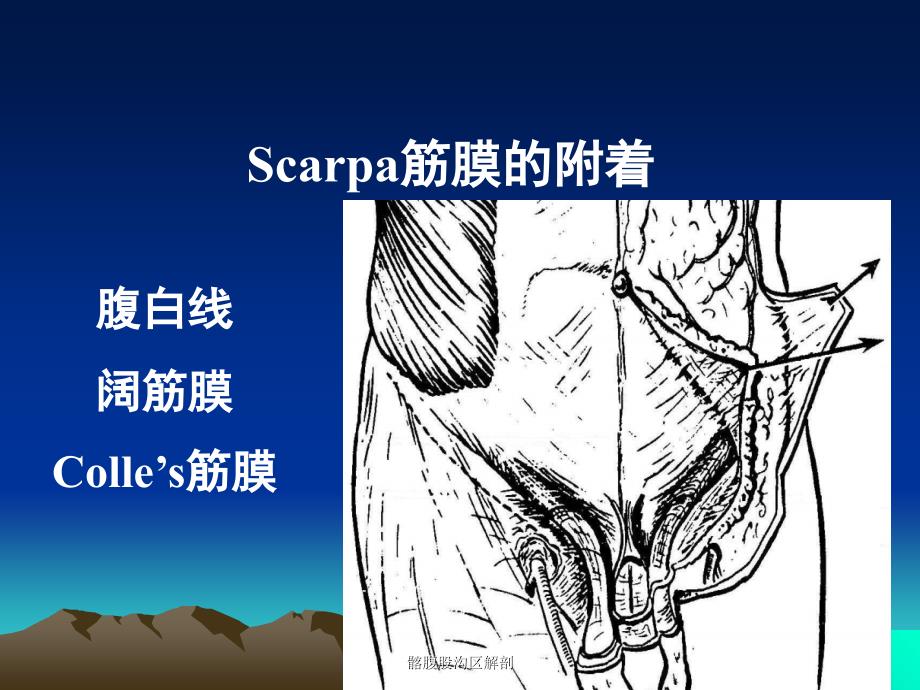 最新髂腹股沟区解剖_第4页