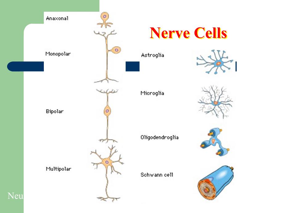 神经元和神经胶质细胞神经元_第4页