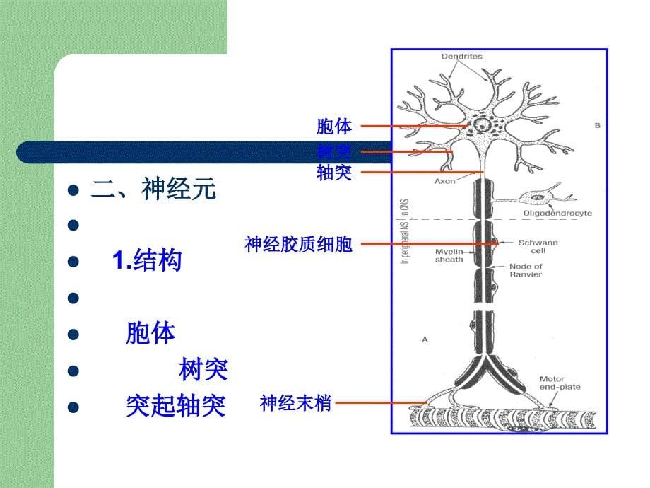 神经元和神经胶质细胞神经元_第5页