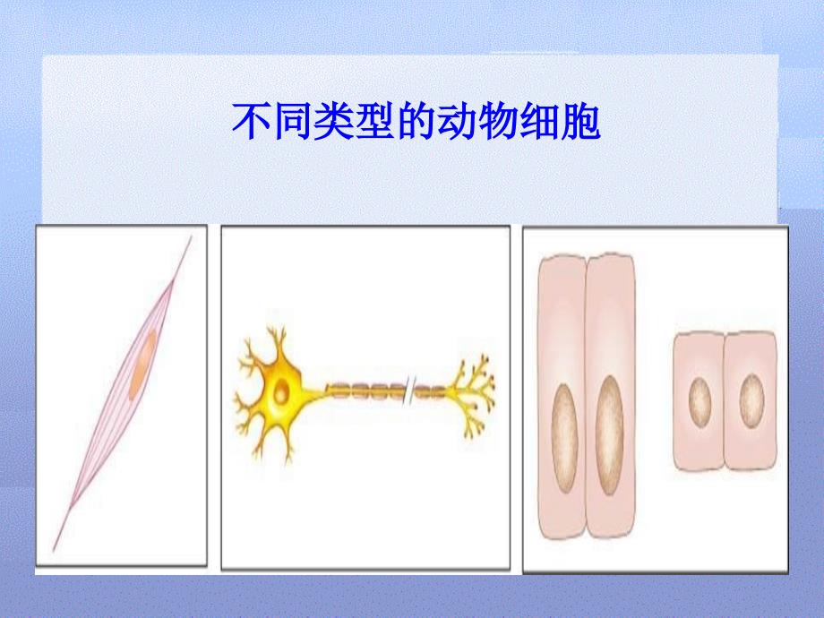 《细胞的基本结构和功能》（北师大版七年级上）_第4页