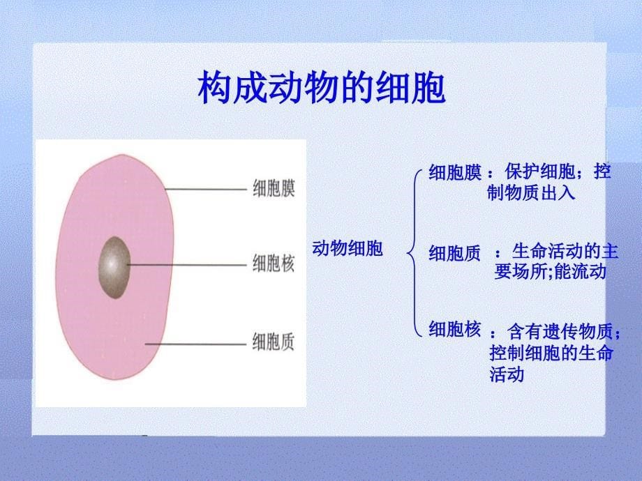 《细胞的基本结构和功能》（北师大版七年级上）_第5页