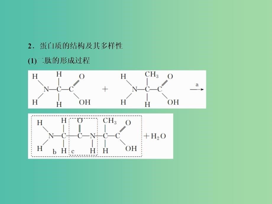 2020高考生物一轮复习 1.3 生命活动的主要承担者——蛋白质课件.ppt_第5页