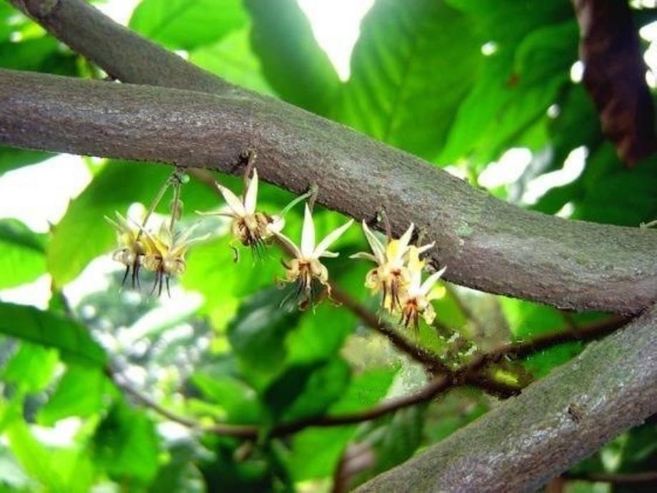 绿色植物与生物圈中的水循环_第1页