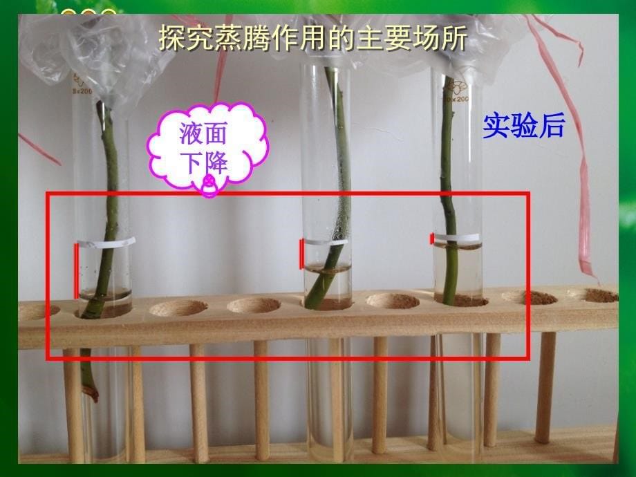 绿色植物与生物圈中的水循环_第5页