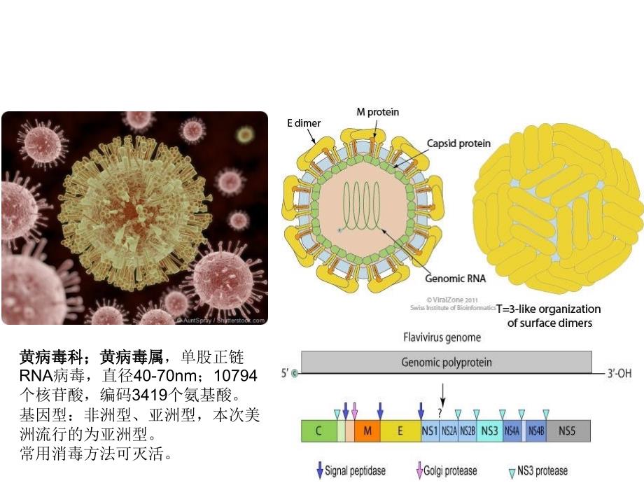 寨卡病毒病诊疗方案_第4页