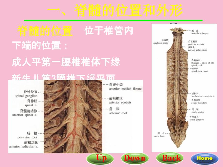 脊髓解剖与功能ppt课件_第3页