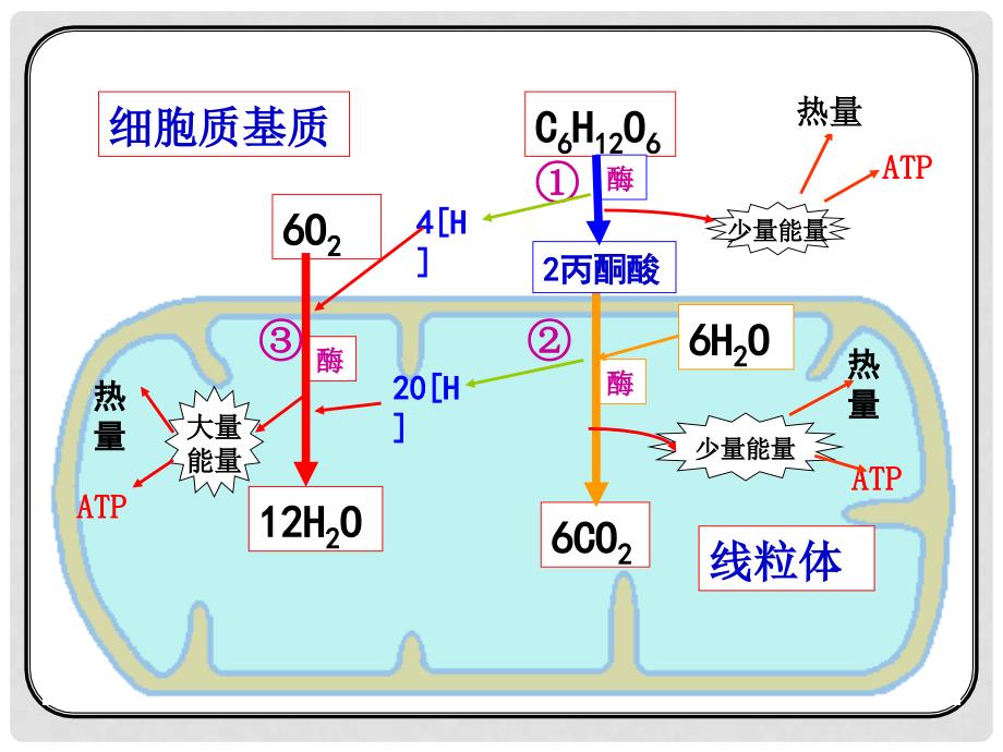 高中生物 第五章 细胞的能量供应和利用 5.3 ATP的主要来源细胞呼吸（第2课时）课件 新人教版必修1_第3页