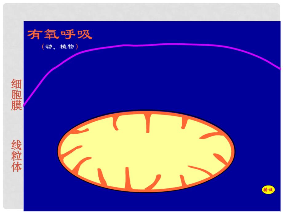 高中生物 第五章 细胞的能量供应和利用 5.3 ATP的主要来源细胞呼吸（第2课时）课件 新人教版必修1_第4页