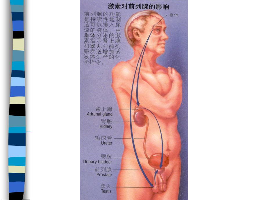 慢性前列腺炎-和男性不育_第3页