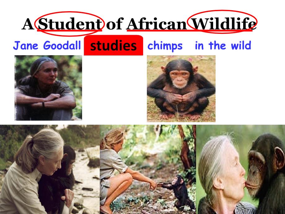 精品人教版高二英语必修五TeachingplanforAStudentofAfricanWildlife课件精品ppt课件_第2页