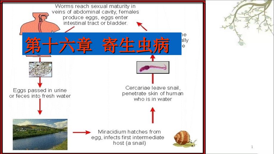 寄生虫病本科课件_第1页