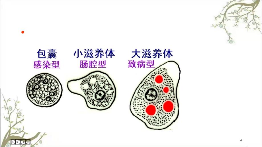 寄生虫病本科课件_第4页