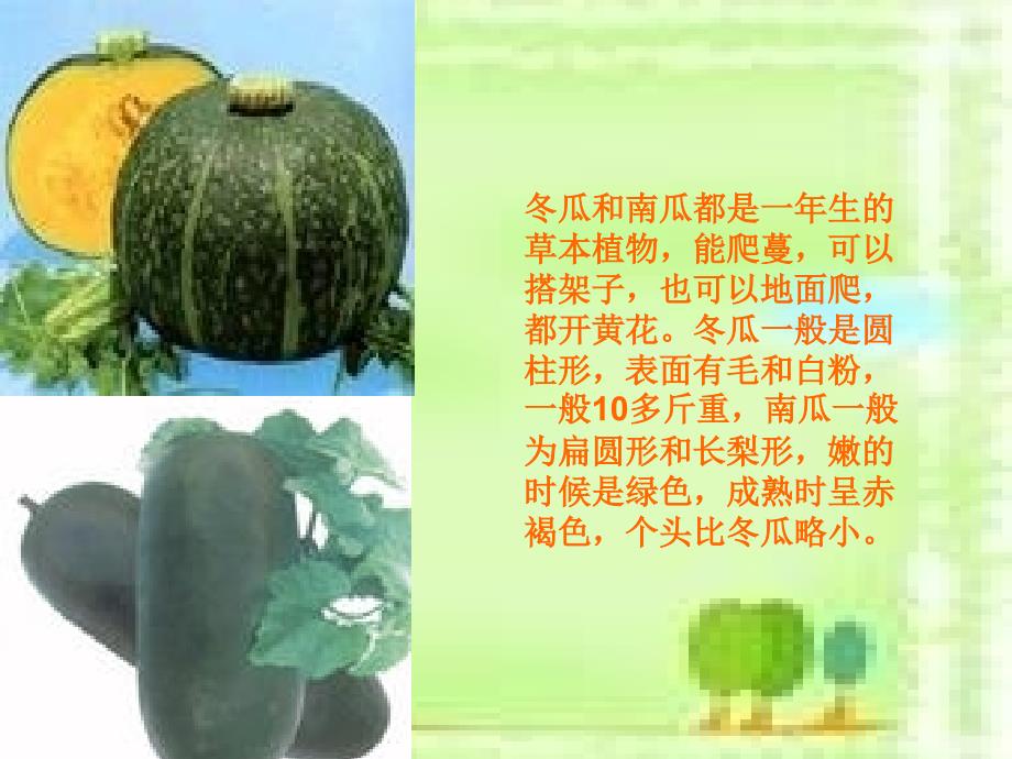 冬瓜和南瓜（课件）_第4页